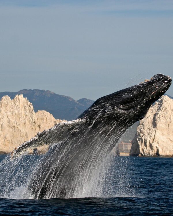 destin-access-los-cabos-whale-watching-mexico-tafer-resorts