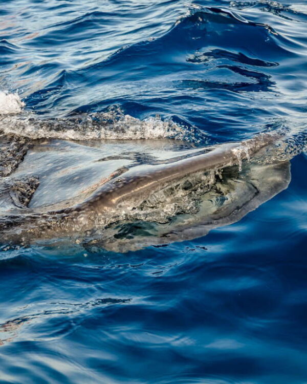 destin-access-riviera-amaya-17