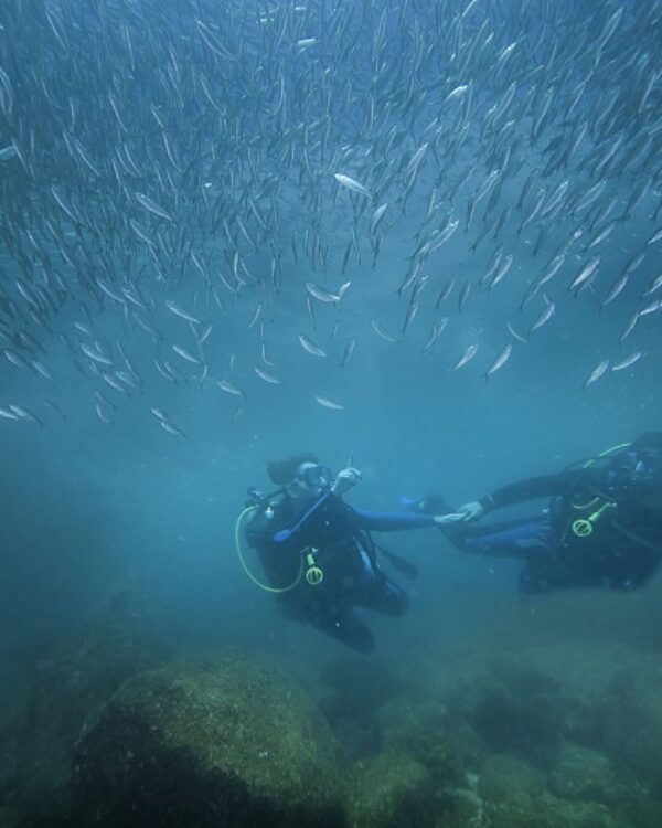 destin-access-scuba-diving-buceo-en-loreto-baja-california-sur-mexico