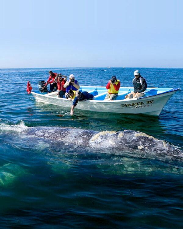 destin-access-tour-avistamiento-de-ballenas-loreto-bcs-mexico
